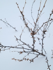 Caragana arborescens