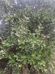 Santalum paniculatum