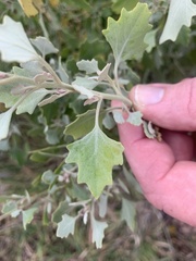 Chenopodium oahuense