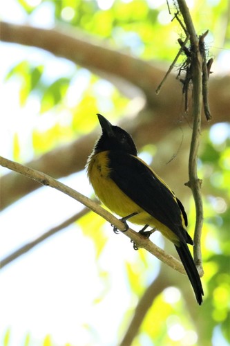 Black-throated Shrike-Tanager (Lanio aurantius)