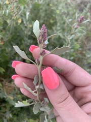 Chenopodium oahuense