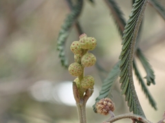 Acacia mearnsii