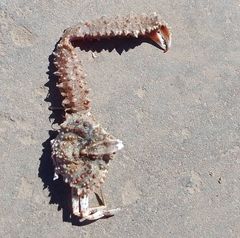 Derilambrus angulifrons