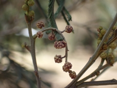 Acacia mearnsii