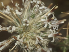 Echinops echinatus
