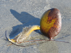 Avicennia schaueriana