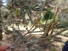 Acacia mearnsii