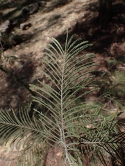 Acacia mearnsii
