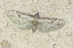 Eupithecia bolterii