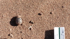 Omorgus pastillarius