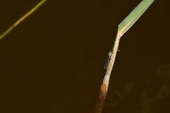 Ischnura cervula