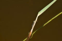 Ischnura cervula