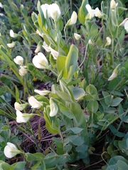 Lathyrus aphaca