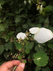 Colignonia