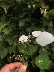 Colignonia