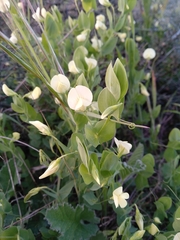 Lathyrus aphaca
