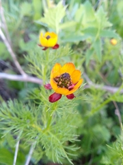 Adonis microcarpa intermedia