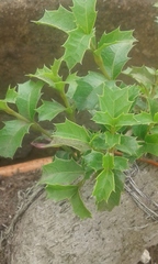 Osmanthus heterophyllus