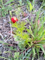 Adonis microcarpa intermedia