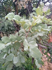 Ceratonia siliqua