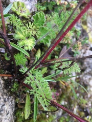 Daucus montanus
