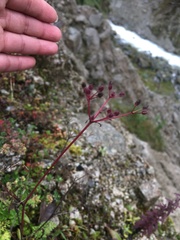 Epidendrum lesteri