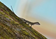 Anolis lucius