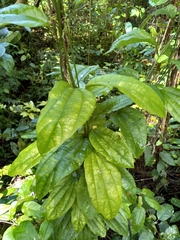 Passiflora intricata
