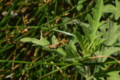 Acrididae
