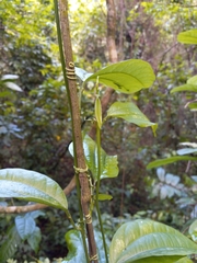 Passiflora intricata