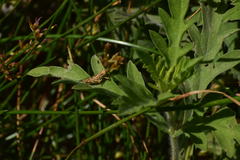 Acrididae