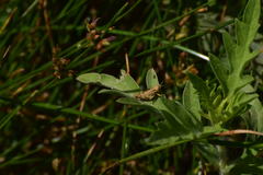 Acrididae