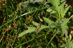 Acrididae