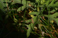 Acrididae