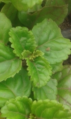 Geranium crenatifolium