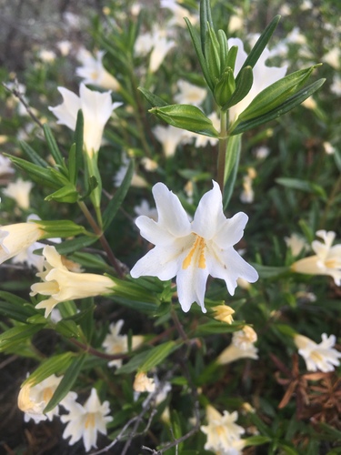 Chaparral bush monkeyflower (Diplacus linearis)