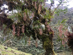 Epidendrum lesteri