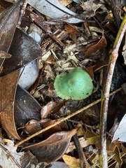 Entoloma necopinatum