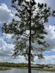 Pinus elliottii densa
