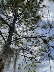 Pinus elliottii densa