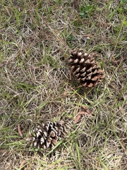 Pinus elliottii densa