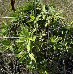 Lyonothamnus floribundus floribundus
