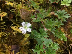 Geranium diffusum