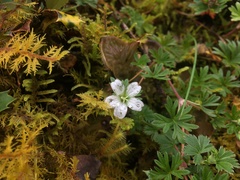 Geranium diffusum