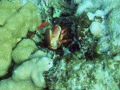 Carpilius corallinus