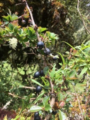 Berberis agapatensis