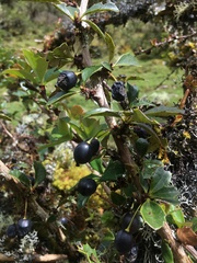 Berberis agapatensis