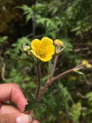 Geum peruvianum
