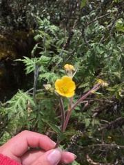 Geum peruvianum