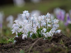 Scilla mischtschenkoana